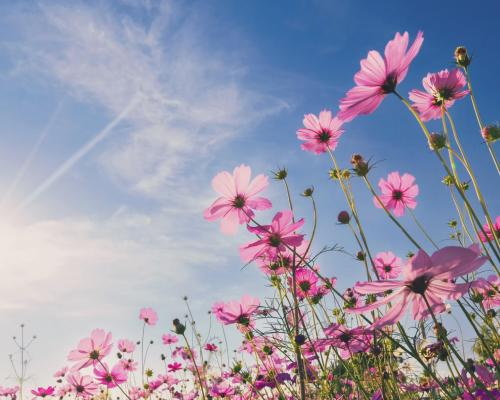 Vivência Detox Primavera